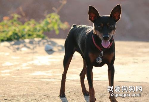 小鹿犬多少钱一只 最新的小鹿犬市场价！