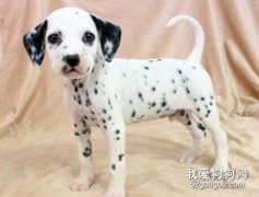 斑点狗幼犬多少钱一只？