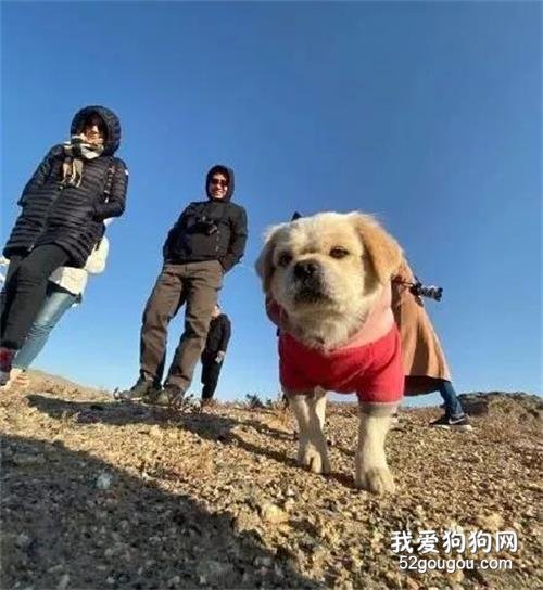 <b>狗狗每天为莫高窟巡逻，大家亲切称为“窟霸”</b>