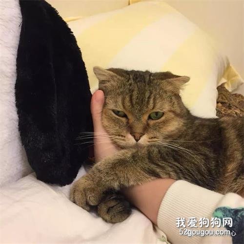 <b>猫咪离世前，奋力跳出氧气仓，看着铲屎官：我们来世再见啊……</b>