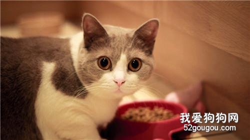 斯可可猫的性格 该猫性格十分温顺