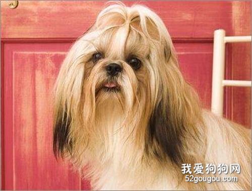 拉萨犬的性格 对主人听话对陌生人警戒心强