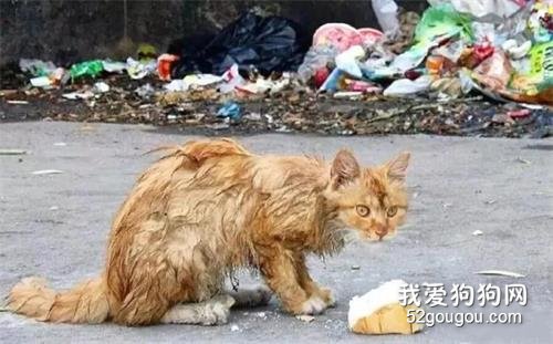 <b>风雪中的流浪猫，60％以上都会死去</b>