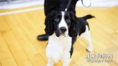 <b>这条流浪狗主动跳上海关员的车，即将上岗成为检疫犬</b>