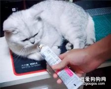 猫咪化毛膏使用的注意事项有哪些？