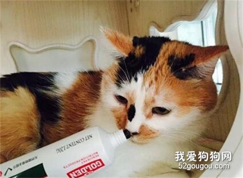 猫咪化毛膏使用的注意事项有哪些？