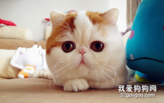 <b>加菲猫这种猫咪平常好养吗？</b>