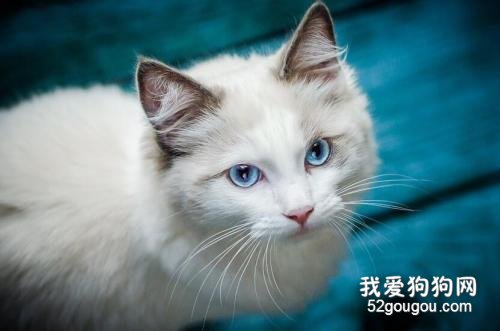 猫后背一抽一抽的是什么原因？