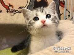 <b>猫牙发炎了怎么办 一定要及时治疗</b>