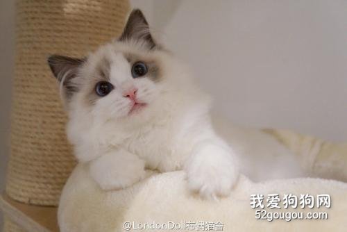 猫牙发炎了怎么办 一定要及时治疗