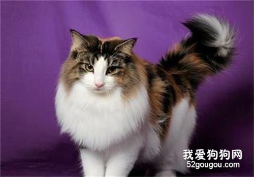 猫咪喜欢什么颜色 