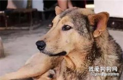 <b>90岁老人含泪送走爱犬，它两次都义无反顾的跑回来探望老人</b>