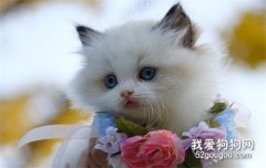 <b>猫咪乳腺炎的症状和预防治疗方法</b>