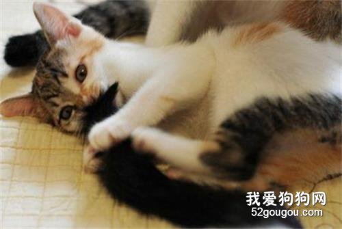 猫为什么喜欢追尾巴