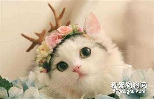 猫丢了怎么找回来 黄金时间你掌握了吗？