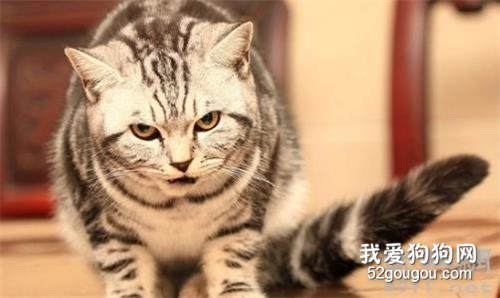 猫为什么喜欢咬人 看看是不是触碰到猫咪禁区了？