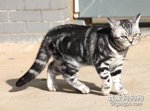 猫为什么会发出咕噜咕噜的声音?