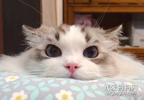 猫为什么会发出咕噜咕噜的声音?