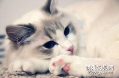 猫咪感冒了怎么办？