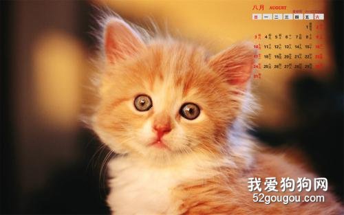 猫咪感冒了怎么办？