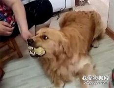 <b>如何纠正狗狗护食习惯？</b>