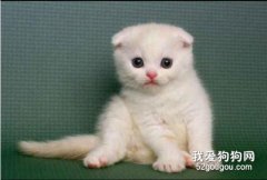 <b>猫驱完虫拉稀正常吗？ 可能是喂养问题</b>