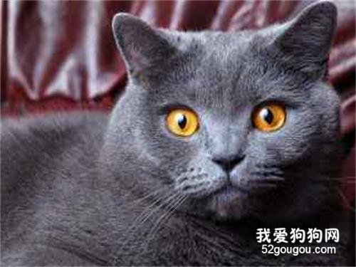 英短发腮期是什么时候 猫咪怎么样才容易发腮