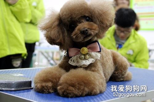 狗狗流产有什么症状 狗狗流产该怎么办？