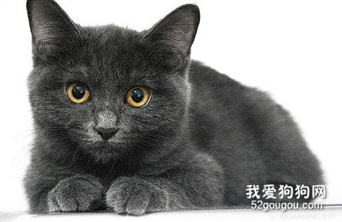 英国短毛猫聪明吗?