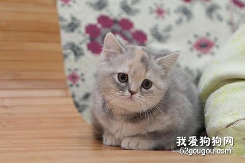 英国短毛猫呕吐怎么治疗