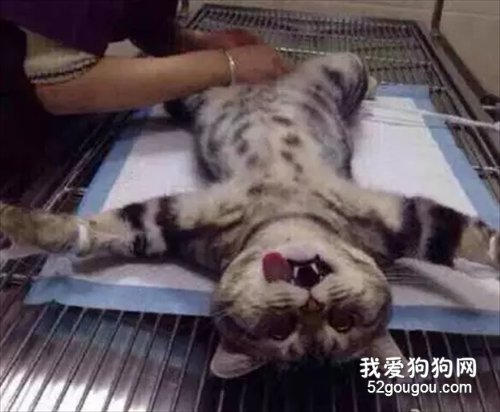 猫咪绝育之后会有变化吗？