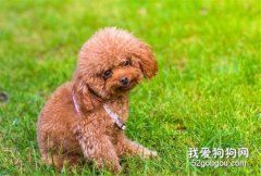 <b>狗狗脸肿胀怎么办？先弄清楚原因才能对症下药！</b>