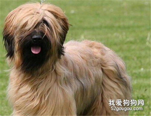 伯瑞犬有什么缺点 不容易与别的犬相处