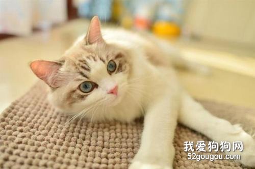 宠物猫的品种 猫咪是如何分类的?