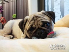 <b>如何挑选巴哥犬 选择一只适合自己的好狗</b>