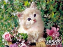 <b>小猫吐黄水怎么办 可能是某种疾病的预兆</b>