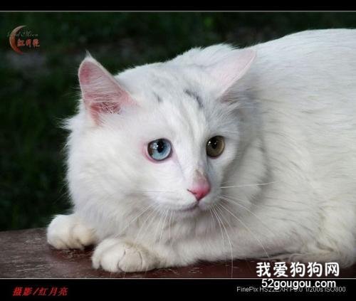 猫的生活习性和外貌特点