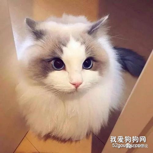 布偶猫黑下巴是怎么回事 引起布偶猫黑下巴的四大原因