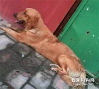 <b>被抛弃后，它亲手结束了自己的生命...</b>