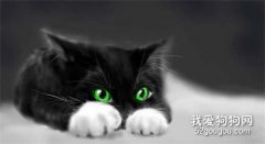 <b>猫猫感冒的原因和症状和治疗方法</b>