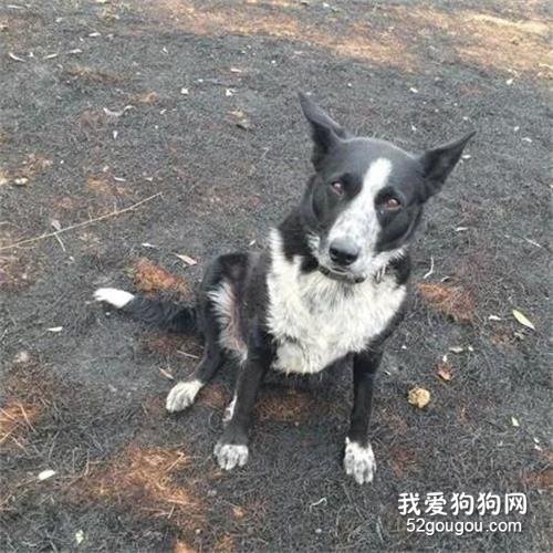 <b>澳洲野火袭来，6岁牧羊犬冷静指挥，成功帮主人救回千只绵羊！</b>