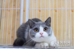 为什么要定期修剪猫咪的脚毛