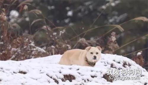 <b>狗狗将食物分给流浪狗，还让流浪狗睡在狗窝里，它却躺在外面过夜</b>