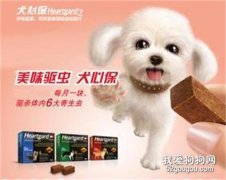 犬心保和拜宠清的区别 选择哪个更安全有效？