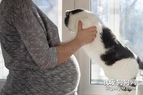 孕妇养猫要注意什么 科学喂养预防弓形虫