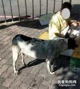 <b>我要它跟我一起死！酒鬼主人多次酗酒住院 ，狗狗生病也不给治…</b>