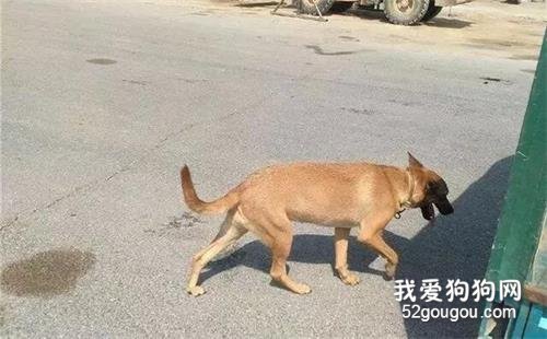 <b>流浪狗被5斤重的钢圈困了7年，消防员取下后，狗狗重获自由</b>