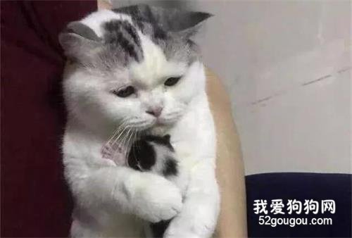 <b>刚满月的小猫被送走，猫妈一路跟到楼下，低头告别的样子令人动容</b>