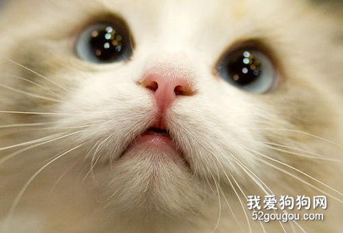 咬人的猫怎么纠正？ 对待咬人的猫咪纠正训练