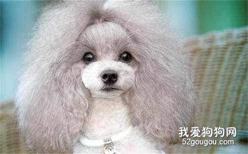 贵宾犬优缺点 想好了再决定要不要养贵宾犬